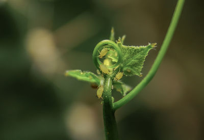 Close-up of green leaf