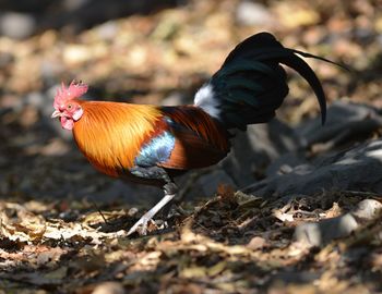 View of a bird on field