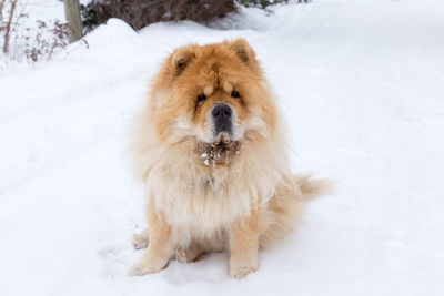 Friendly looking reddish blond chow chow sitting in fresh snow staring