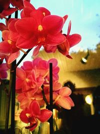 Close-up of red flowers