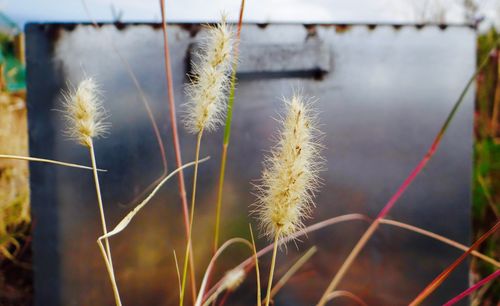 Close-up of spiked plant