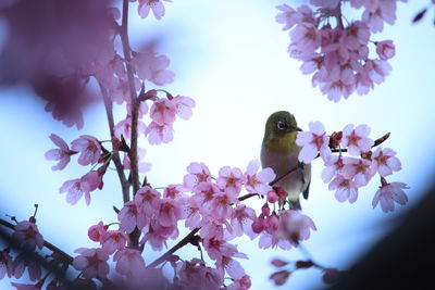 Low angle view of cherry blossoms