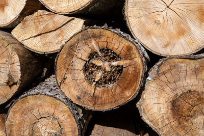 Full frame shot of logs in forest