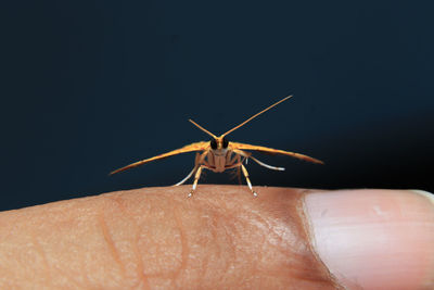 Close-up of insect on hand against black background