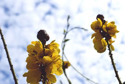Low angle view of yellow flowers blooming on tree