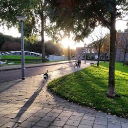 Sun shining through trees in park