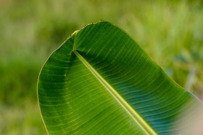 Close-up of green leaves on plant