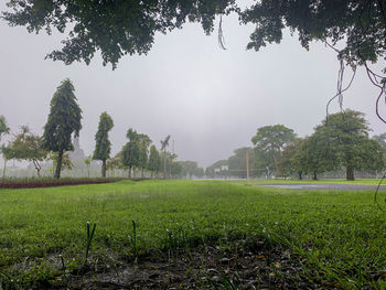 Scenic view of trees on field against sky