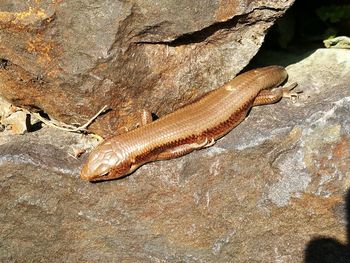 Close-up of lizard