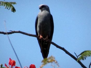 Low angle view of bird perching on branch against sky