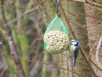 Close-up of bird perching on branch