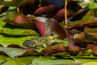 Close-up of frog on leaves in lake