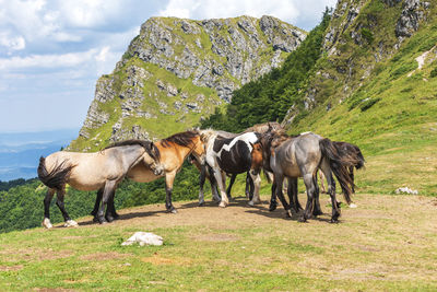 Horses in a field