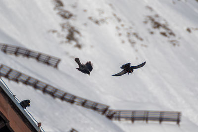 High angle view of bird flying over snow