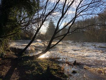 Scenic view of lake in forest during winter