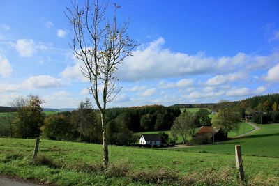 Trees on field against sky