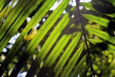 Full frame of palm tree leaves