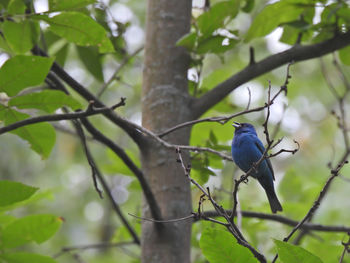 Bird perching on a tree