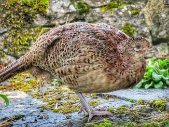 Close-up of duck in water