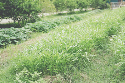 Close-up of plants growing on land