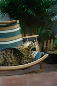 Cat relaxing on chair