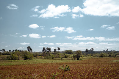 Scenic view of field against sky