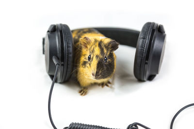 Close-up of mouse and headphones on table