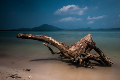 Close-up of driftwood on beach against sky