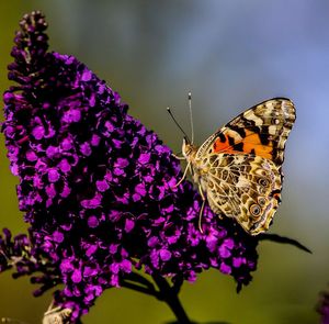 Close-up of butterfly pollinating on purple flower