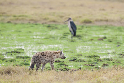 Sheep walking in a field