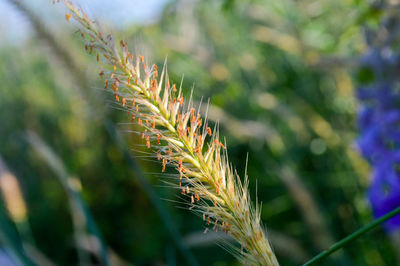 Close-up of wheat growing on field