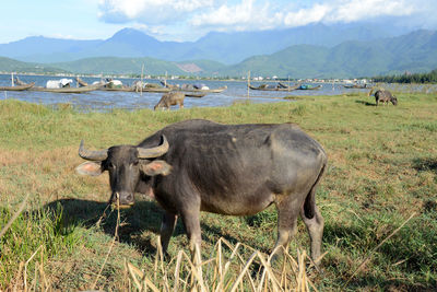 Cows in a field