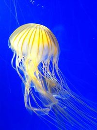 Close-up of jellyfish swimming in water