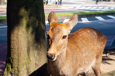 Close-up portrait of deer