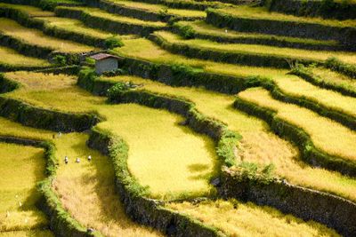 Scenic view of rice terraces