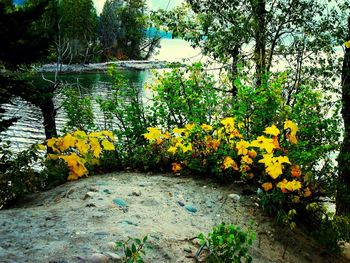 Close-up of yellow flowers