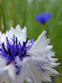 Detail shot of white flower against blurred background