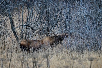 Horse in a forest