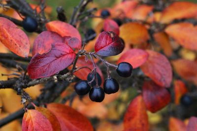 Close-up of berries growing on tree