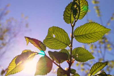 Low angle view of flowering plant against sky