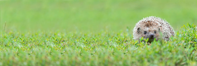 Portrait of sheep on grass