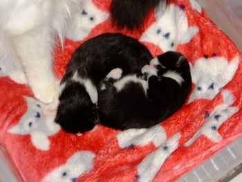 Close-up portrait of a dog