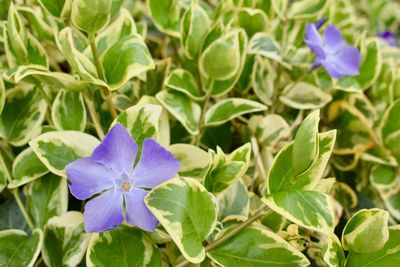 Close-up of purple flowering plant