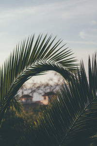 Close-up of palm tree against sky