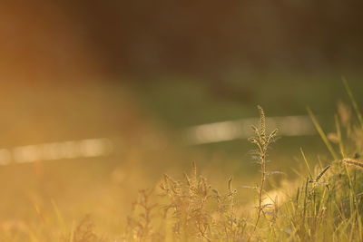 Close-up of crops on field