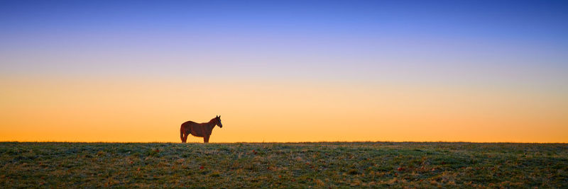 View of horse on field during sunset