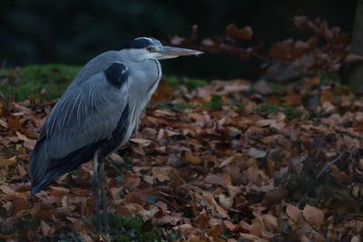 Close-up of gray heron