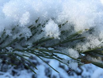 Close-up of frozen leaf