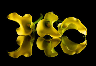 Close-up of yellow flower against black background