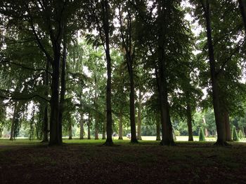 Trees in forest